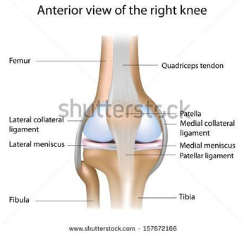 Anterior View of Right Knee