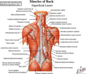 (5) The various muscles and intricacies of the back.